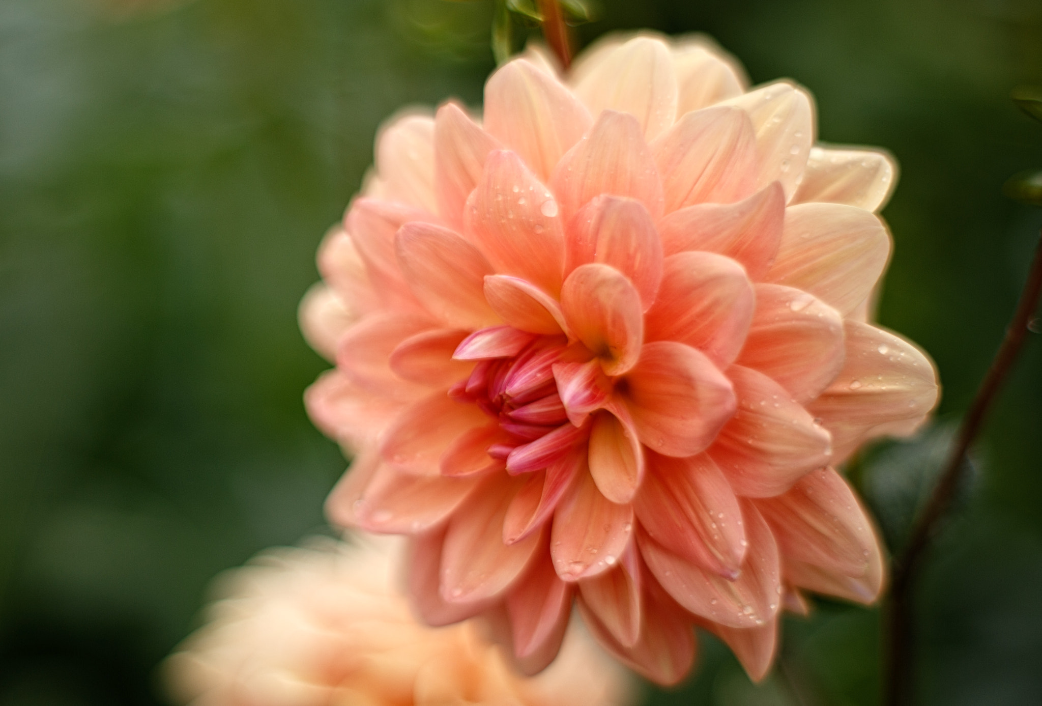 ZEISS Planar T* 50mm F1.4 sample photo. Pink flower photography