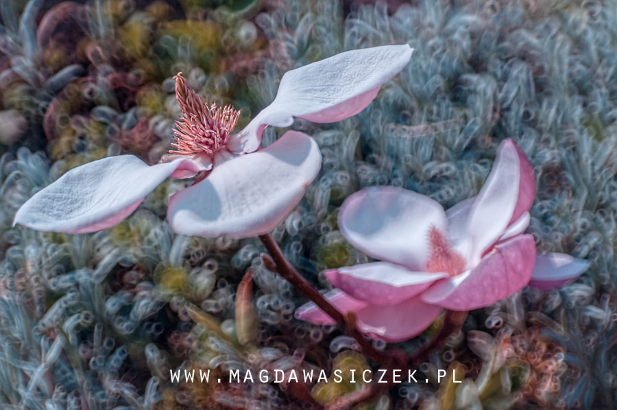 Nikon D300 sample photo. Just magnolia photography