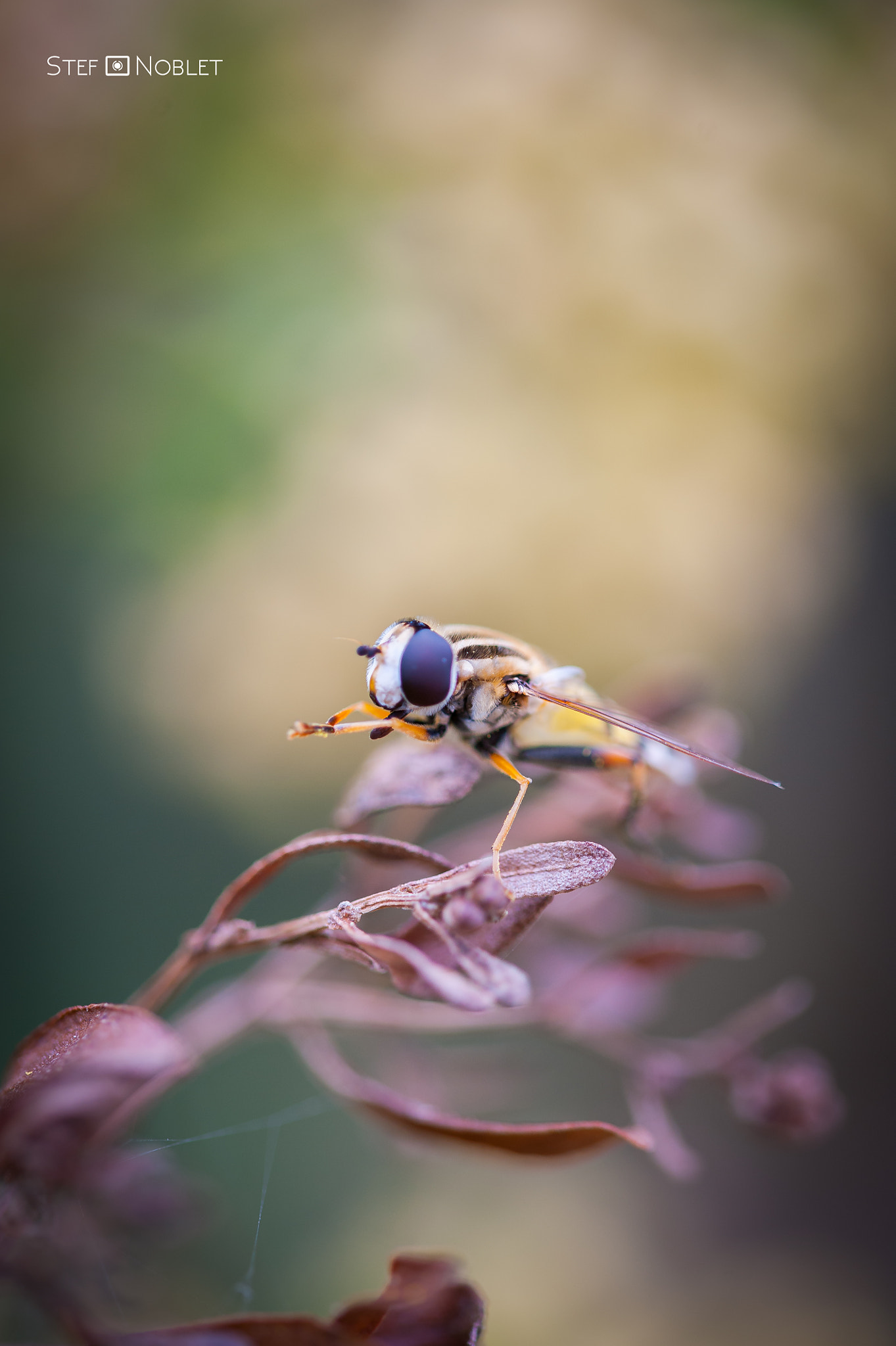 Sigma 105mm F2.8 EX DG OS HSM sample photo. Bzzzzz photography