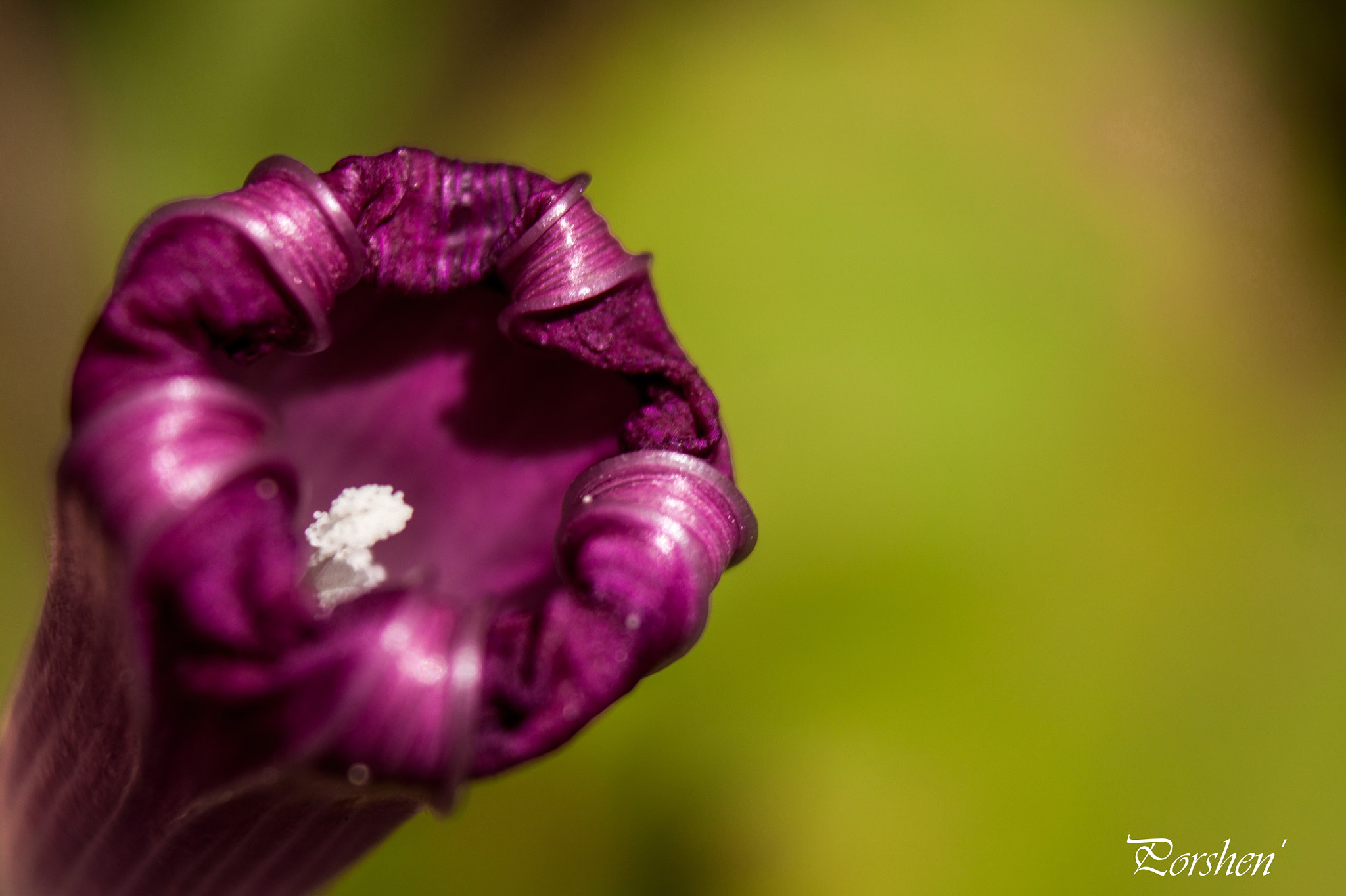 Canon EOS 500D (EOS Rebel T1i / EOS Kiss X3) sample photo. Flower photography