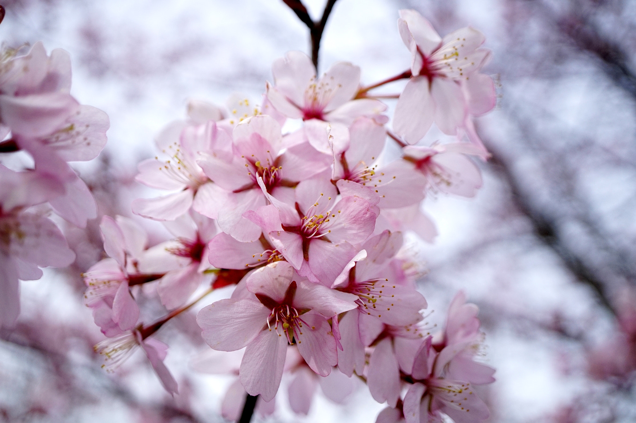Sony Alpha a5000 (ILCE 5000) + Sony E 30mm F3.5 Macro sample photo. Cherry blossoms in leeds photography