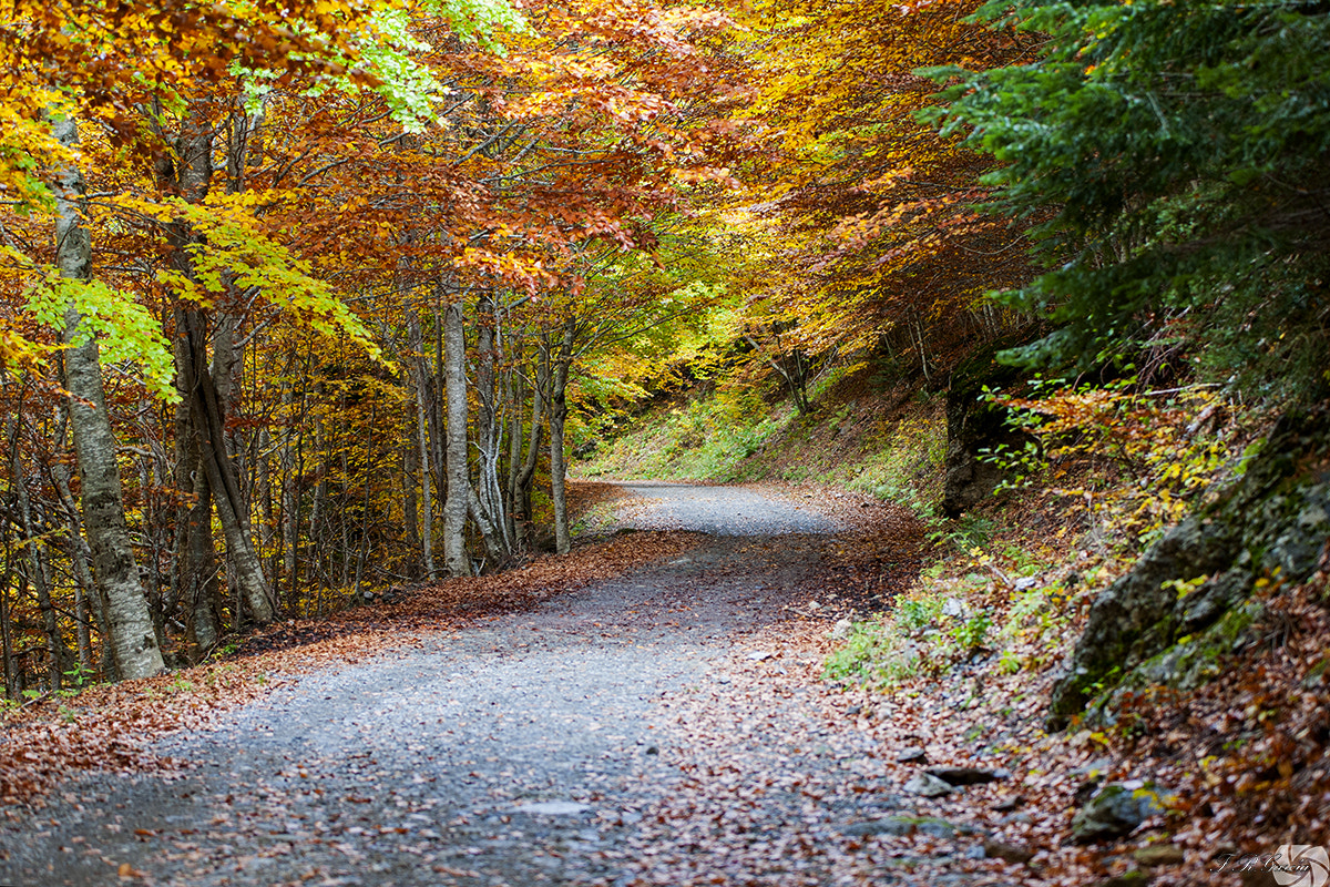 Sigma 70-200mm F2.8 EX DG OS HSM sample photo. El camino / the path @ordesa_com photography
