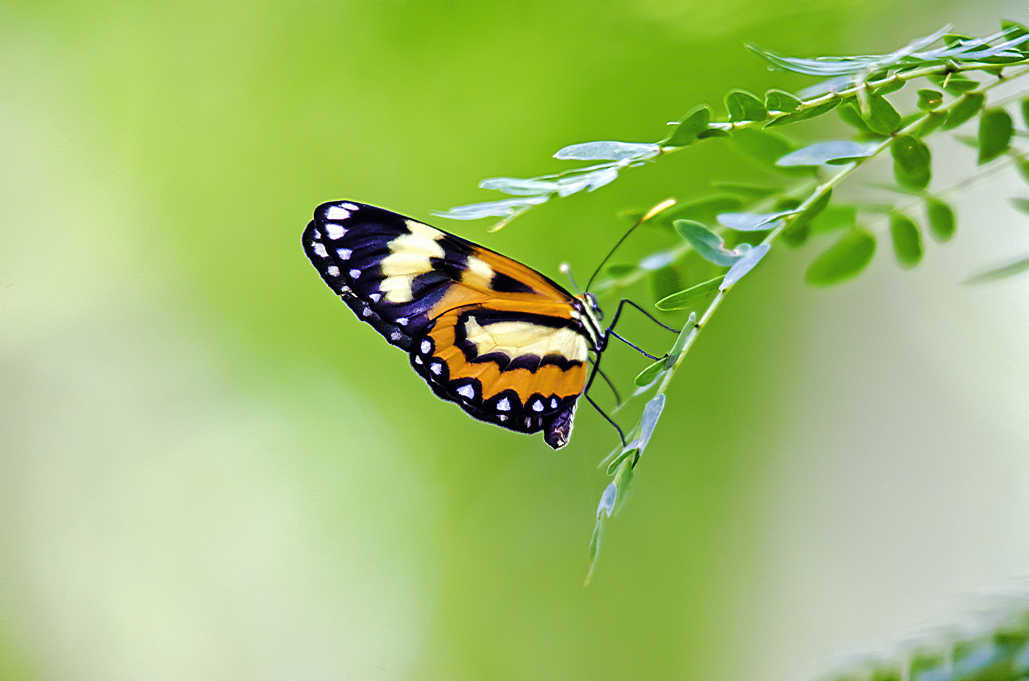 Sigma 50-500mm F4.5-6.3 DG OS HSM sample photo. Jose rondon photography