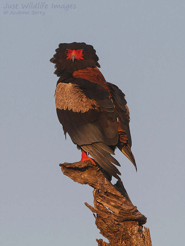 Canon EF 300mm F2.8L IS USM sample photo. Bateleur eagle at sunset photography