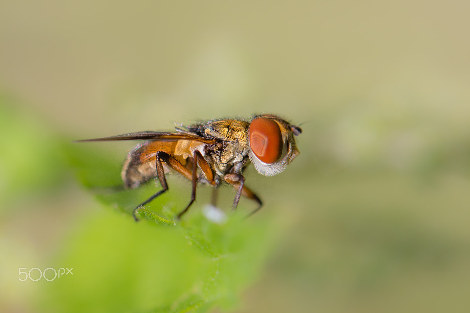 Canon EOS 700D (EOS Rebel T5i / EOS Kiss X7i) + Canon EF 100mm F2.8L Macro IS USM sample photo. Red eyes... photography