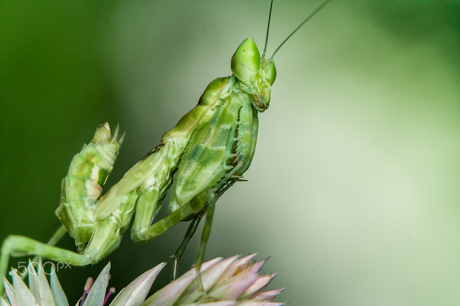 Canon EF 70-210mm f/3.5-4.5 USM sample photo. Mantis photography