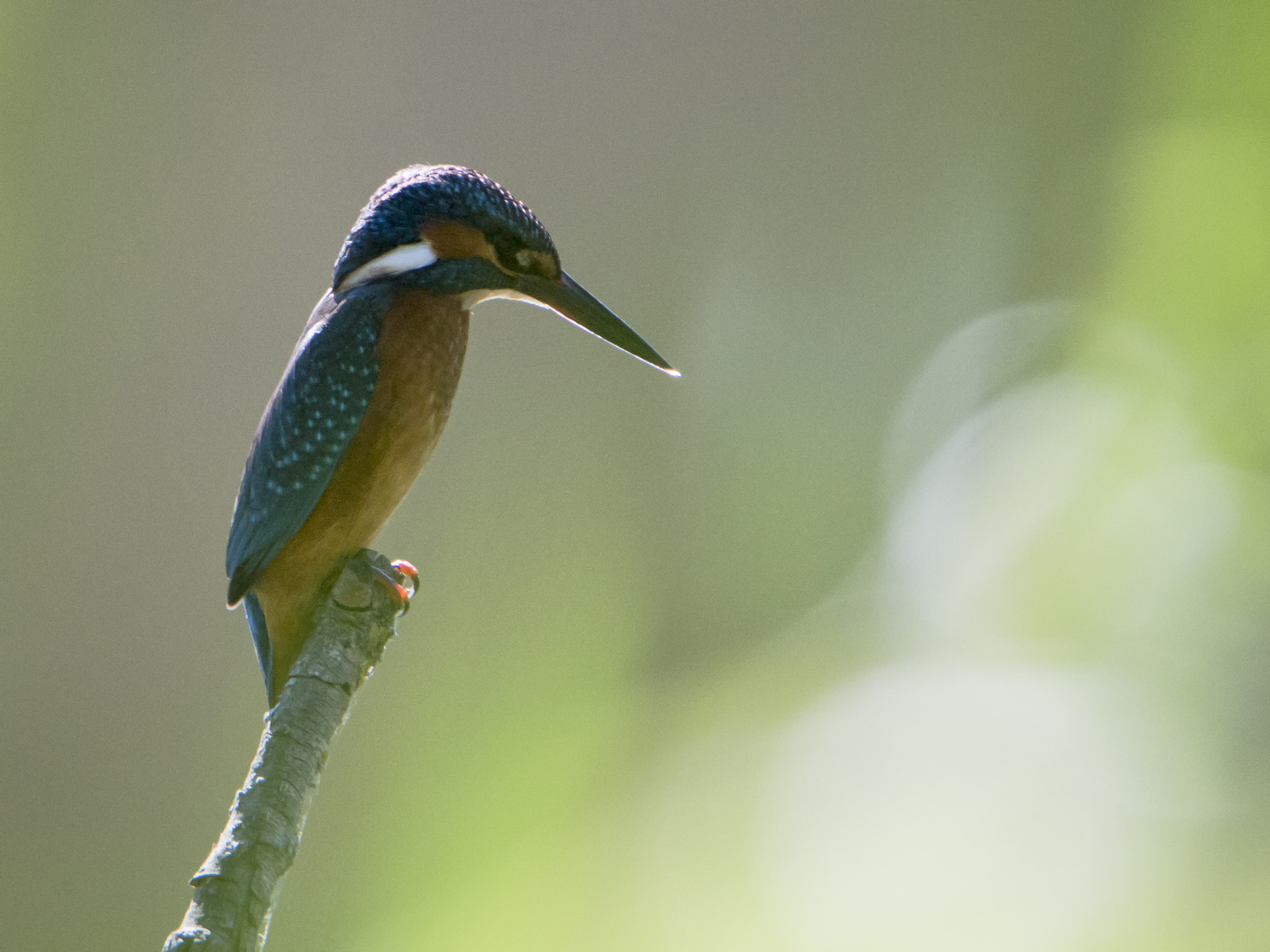 Tamron SP 150-600mm F5-6.3 Di VC USD sample photo. Martino photography