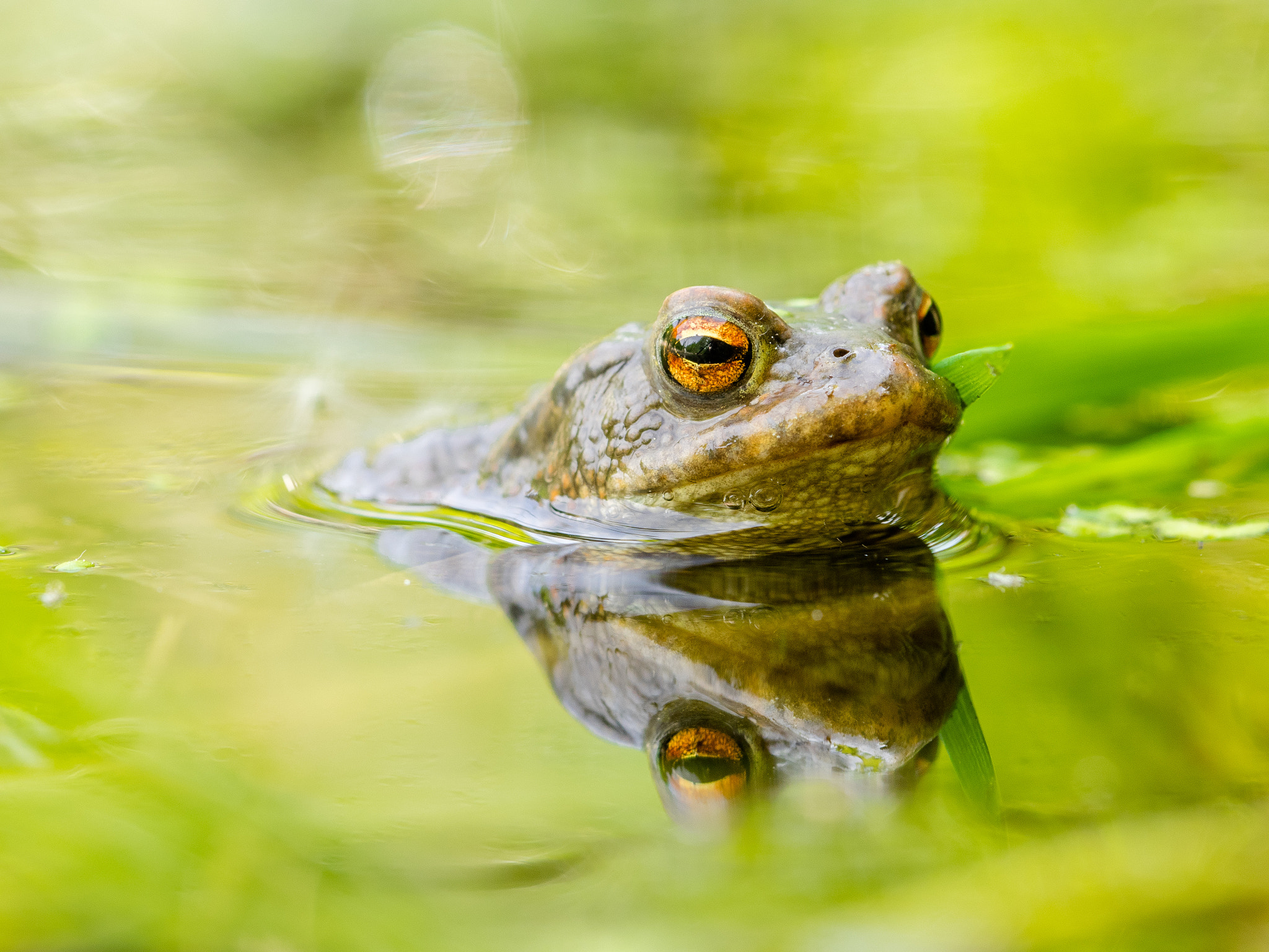 Olympus OM-D E-M1 + Sigma 150mm F2.8 EX DG Macro HSM sample photo. Common toad (bufo bufo) / erdkröte (bufo bufo) photography