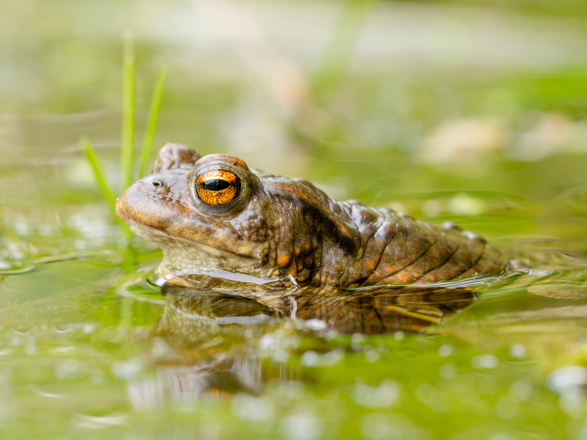 Olympus OM-D E-M1 + Sigma 150mm F2.8 EX DG Macro HSM sample photo. Common toad (bufo bufo) / erdkröte (bufo bufo) photography