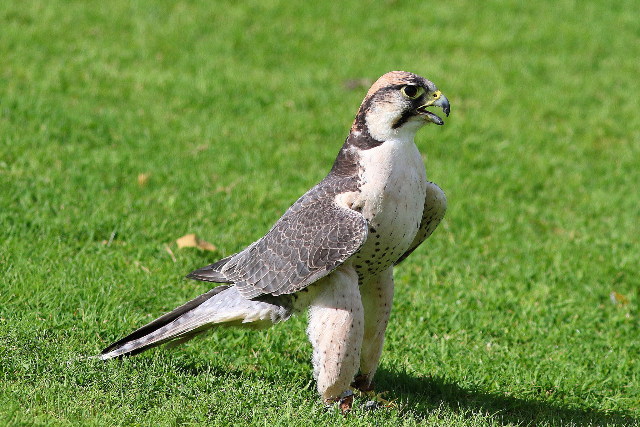 Canon EF 300mm F4L IS USM sample photo. Lanner falcon photography