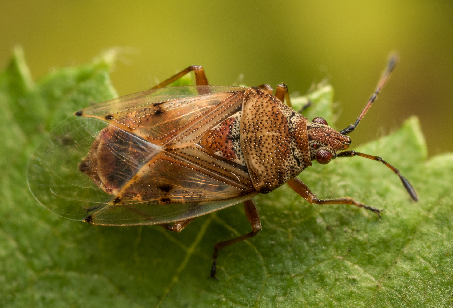 Canon MP-E 65mm F2.5 1-5x Macro Photo sample photo. Kleidocerys resedae photography