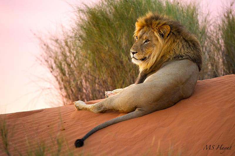 Nikon D3S sample photo. Lion on a dune kgalagadi transfrontier park south africa photography