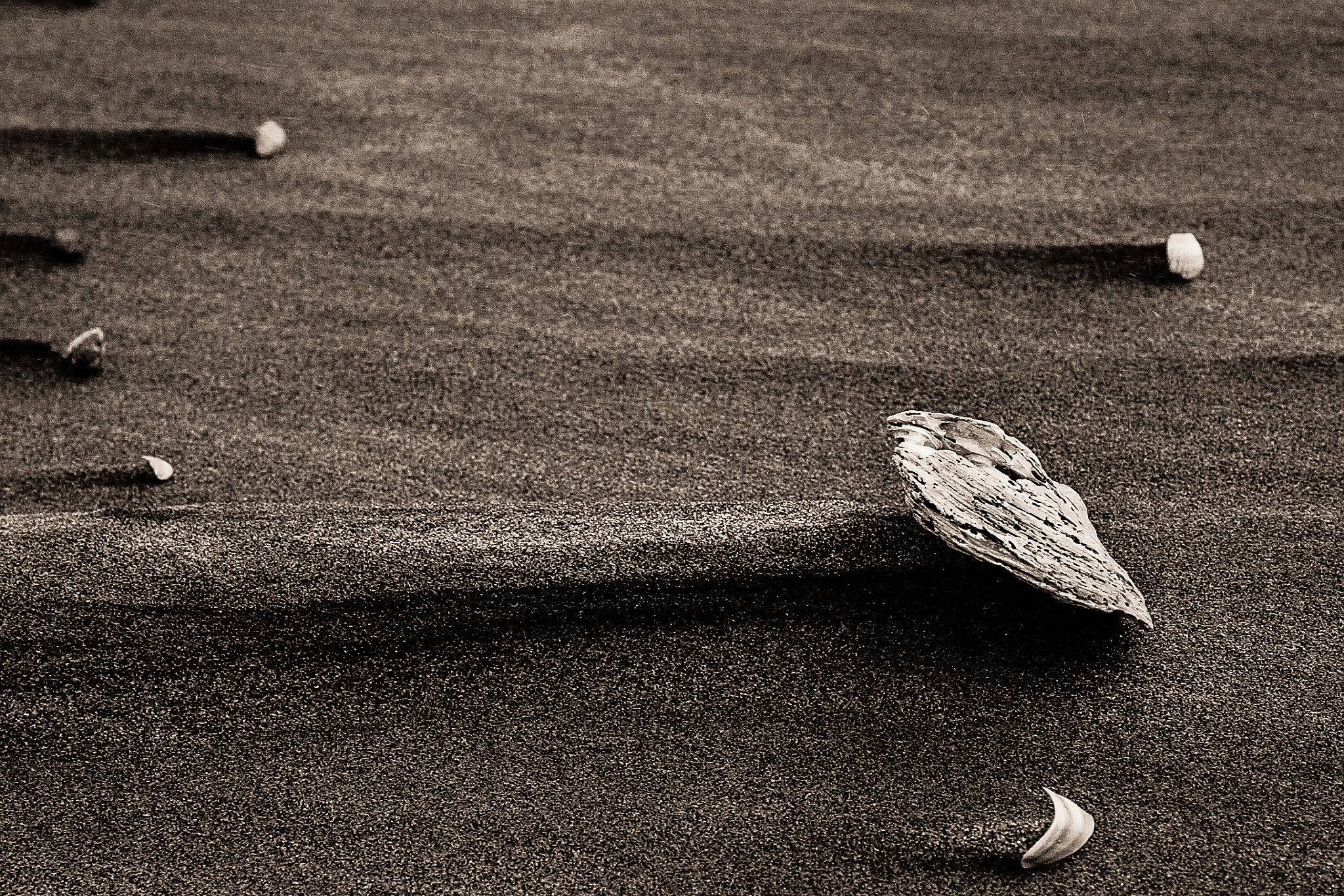 Canon EOS-1Ds sample photo. Seashell on beach photography