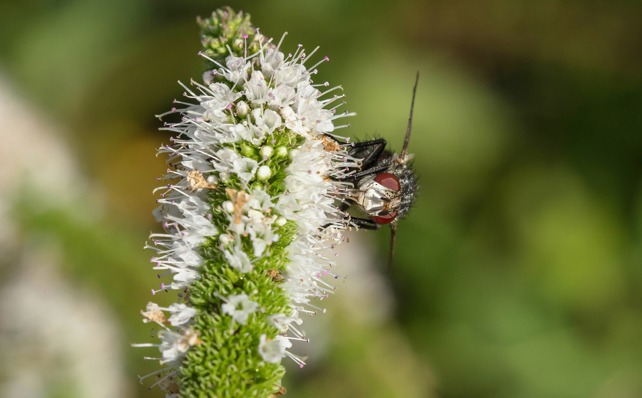 Sigma 105mm F2.8 EX DG OS HSM sample photo. La mouche photography
