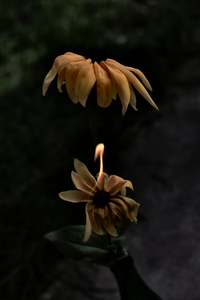 Canon EOS 40D sample photo. Fireflower photography