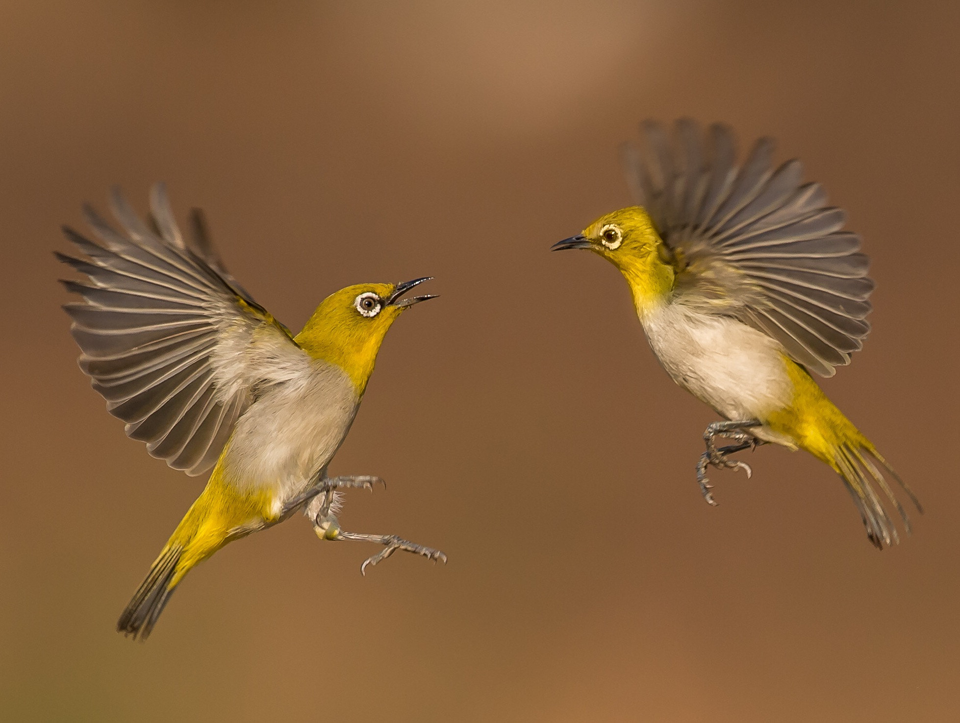 Nikon AF-S Nikkor 400mm F2.8E FL ED VR sample photo. Oriental white eye. photography