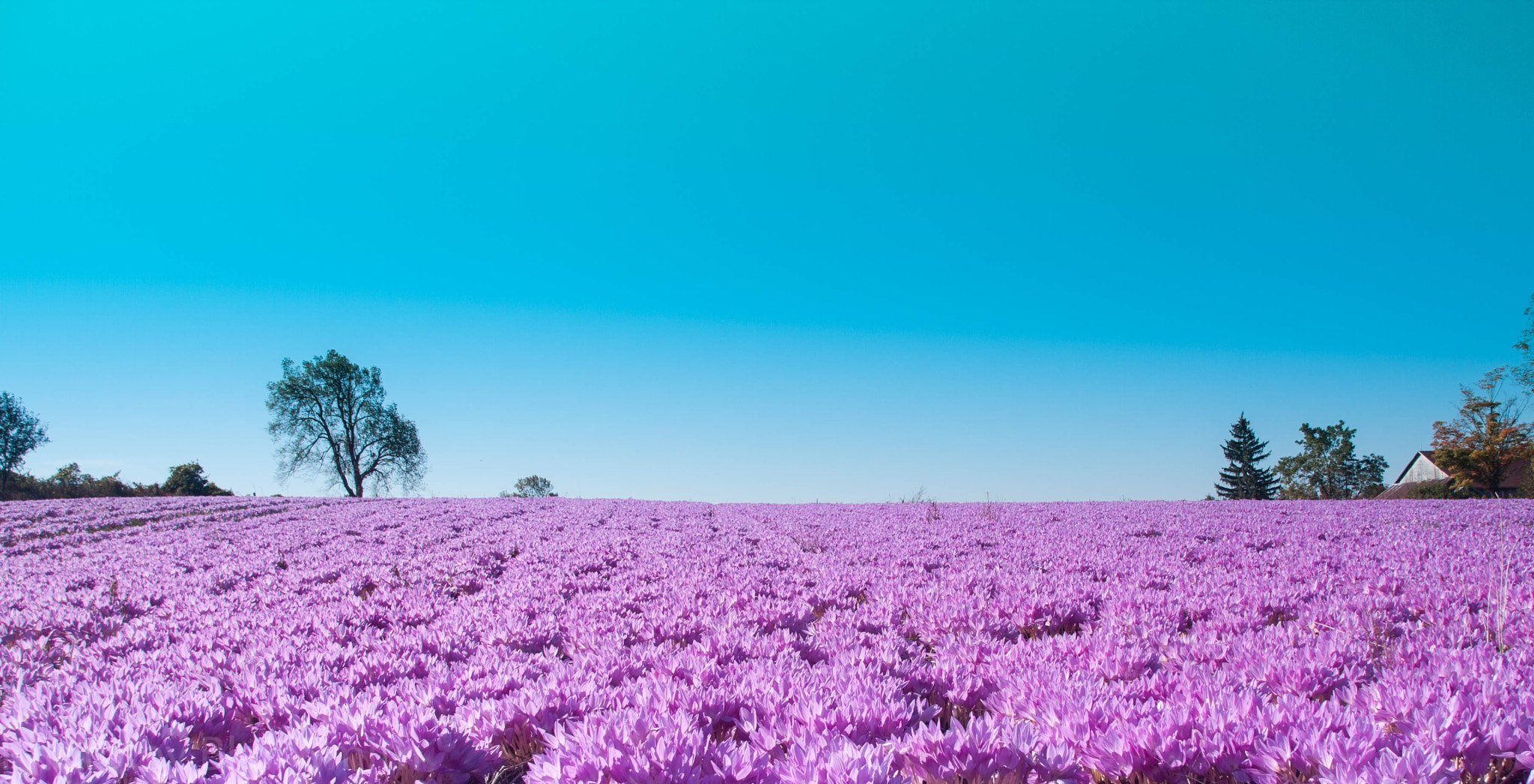 Canon EOS 40D sample photo. Purple field photography