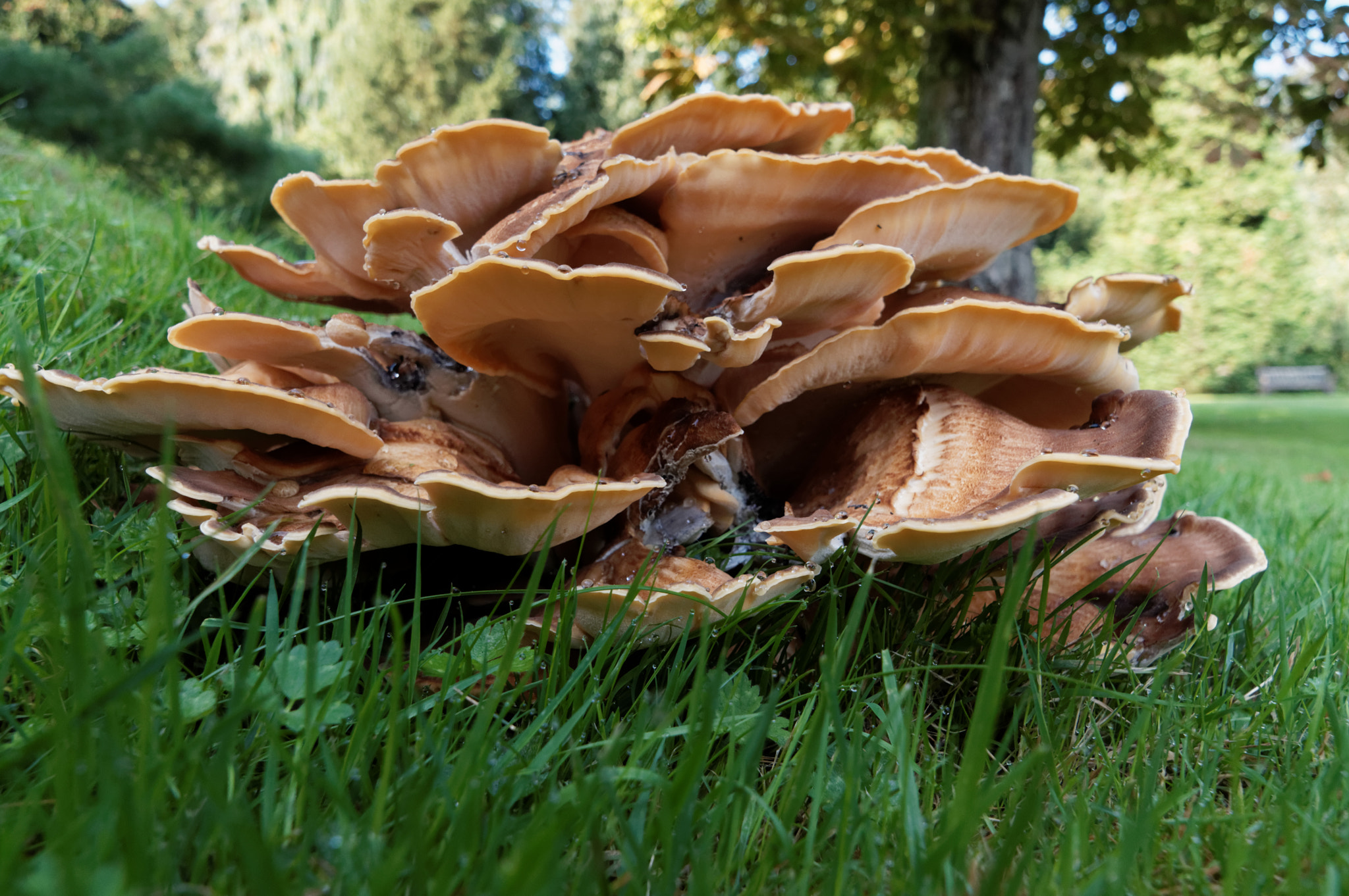 Pentax smc DA 18-270mm F3.5-6.3 ED SDM sample photo. Fungi photography