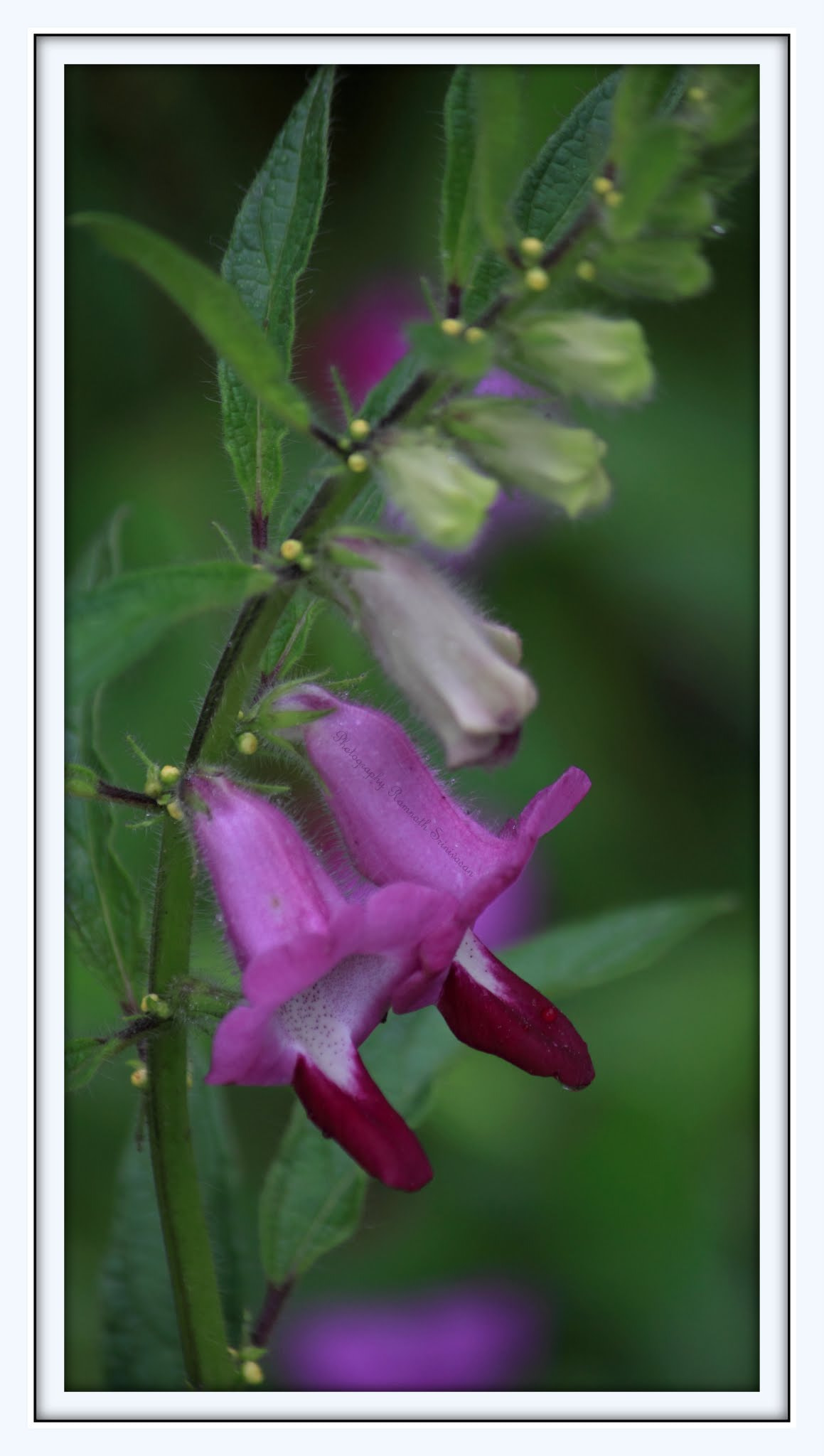 Canon EF-S 55-250mm F4-5.6 IS II sample photo. Bells & whistles photography