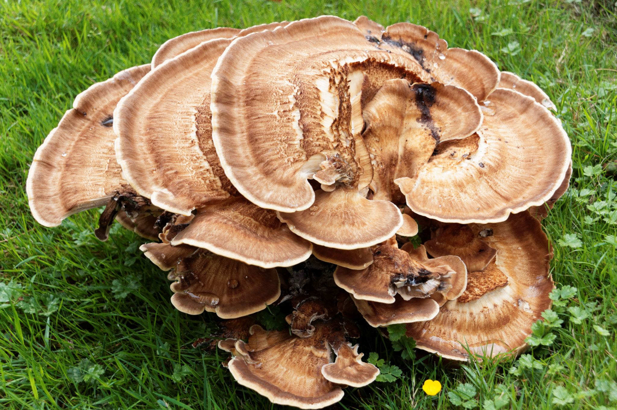 Pentax smc DA 18-270mm F3.5-6.3 ED SDM sample photo. Fungi photography
