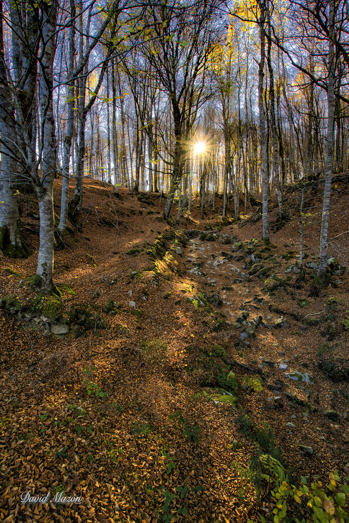 Nikon D3100 + Sigma 10-20mm F3.5 EX DC HSM sample photo. Atardecer en el bosque photography