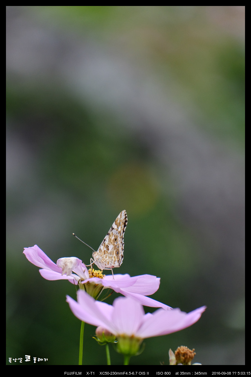 Fujifilm X-T1 + Fujifilm XC 50-230mm F4.5-6.7 OIS II sample photo. Autumn_03 photography