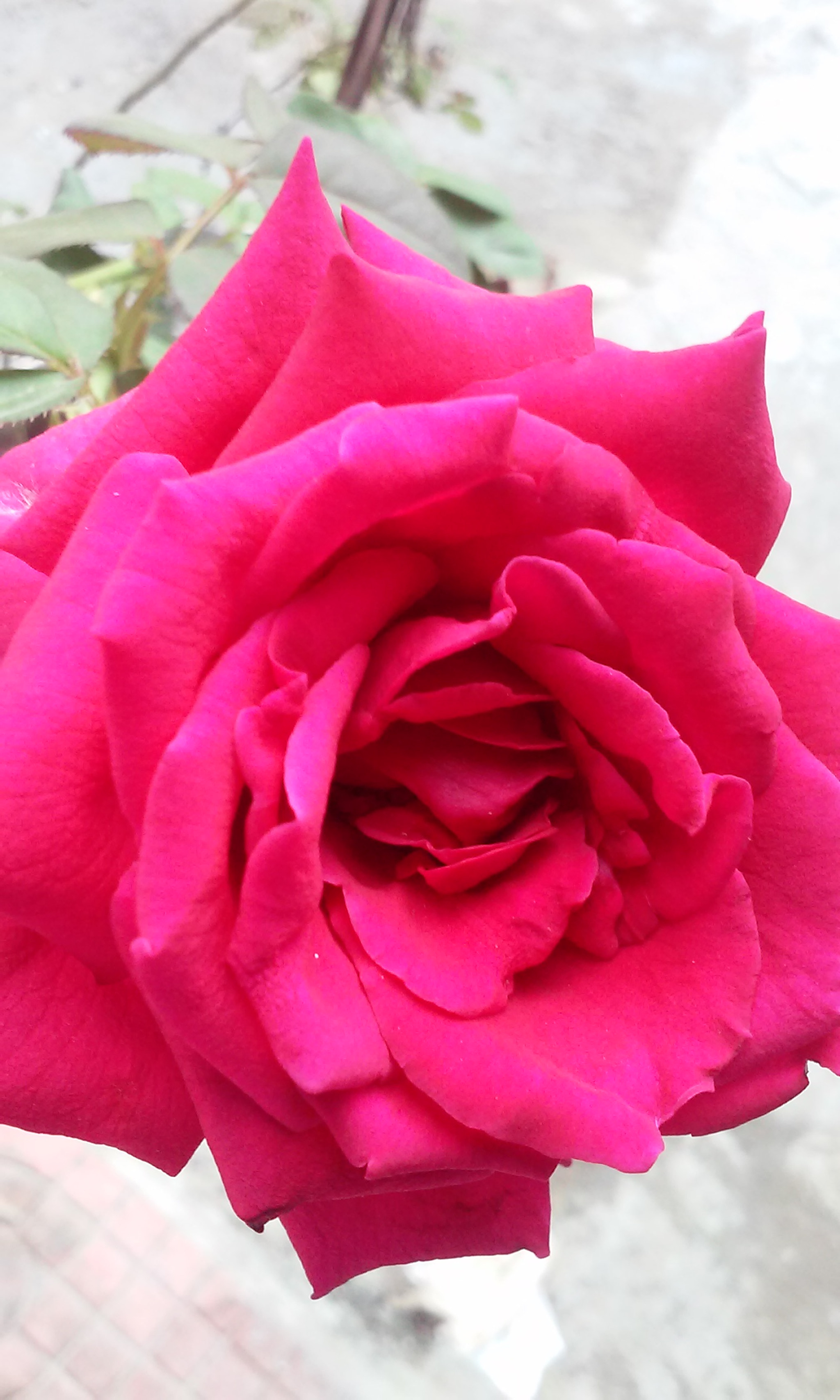 LG L70 sample photo. Rose photography
