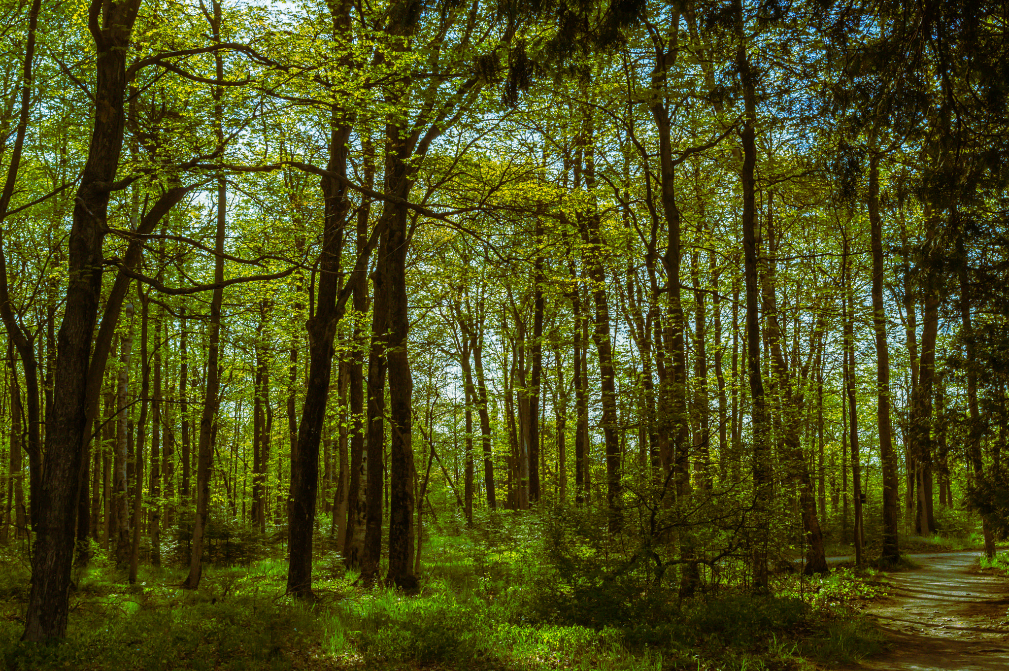 smc PENTAX-DA L 18-55mm F3.5-5.6 sample photo. The trees and the forest photography
