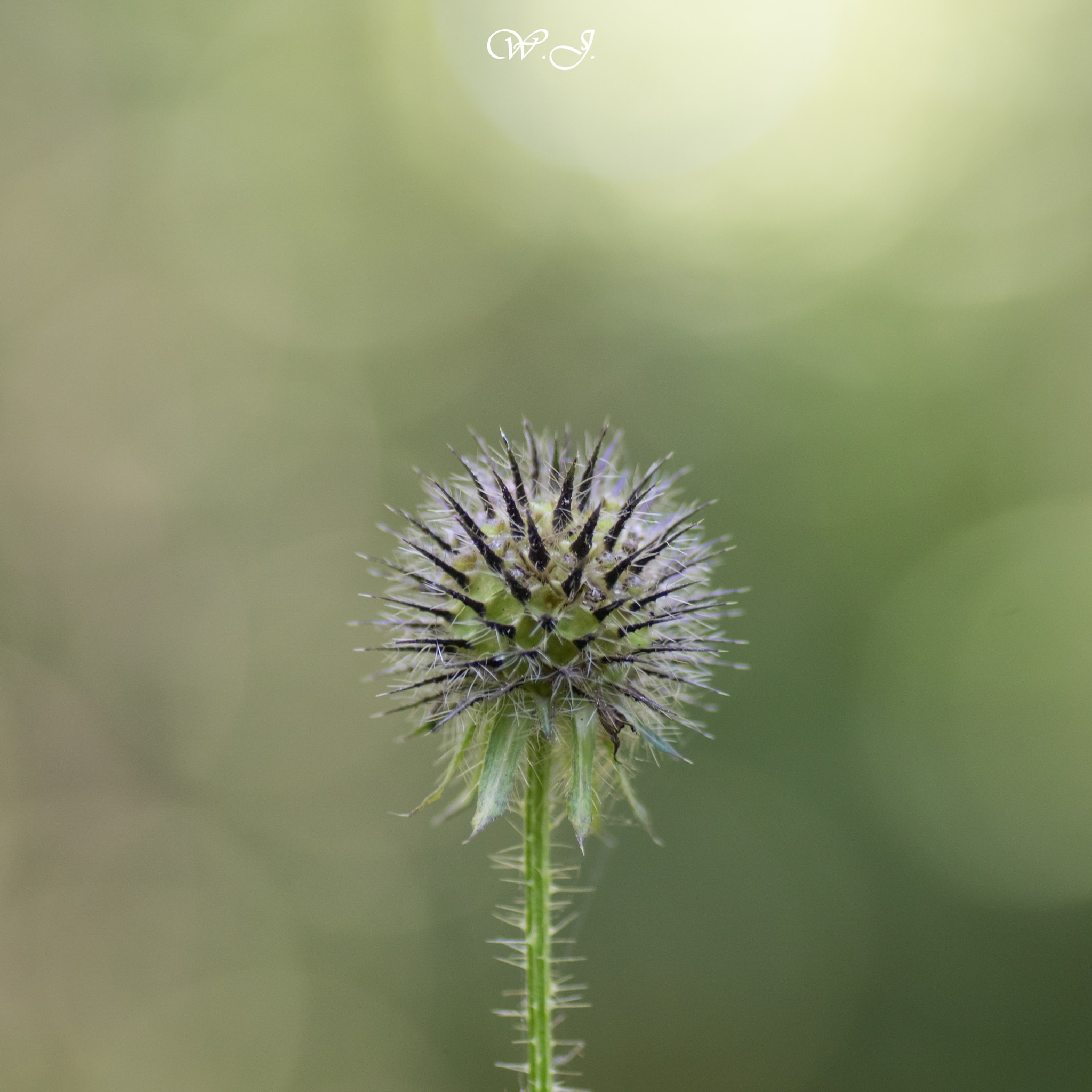 Sony ILCA-77M2 + Tamron SP AF 90mm F2.8 Di Macro sample photo. Spiky ball photography
