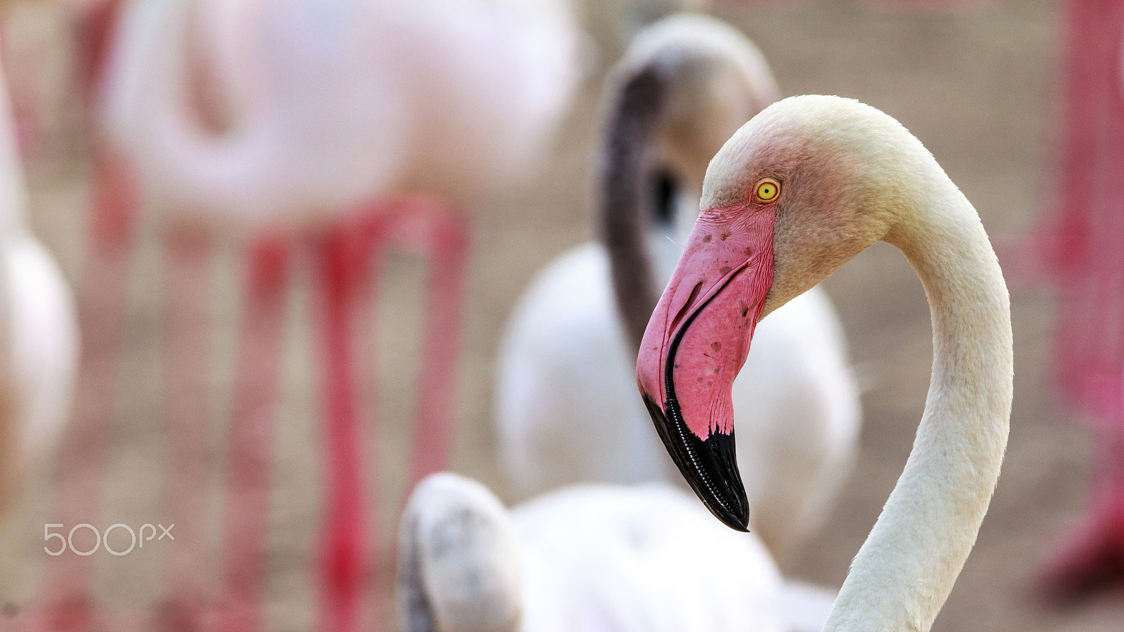 Sigma 150-600mm F5-6.3 DG OS HSM | C sample photo. "pink bill" photography