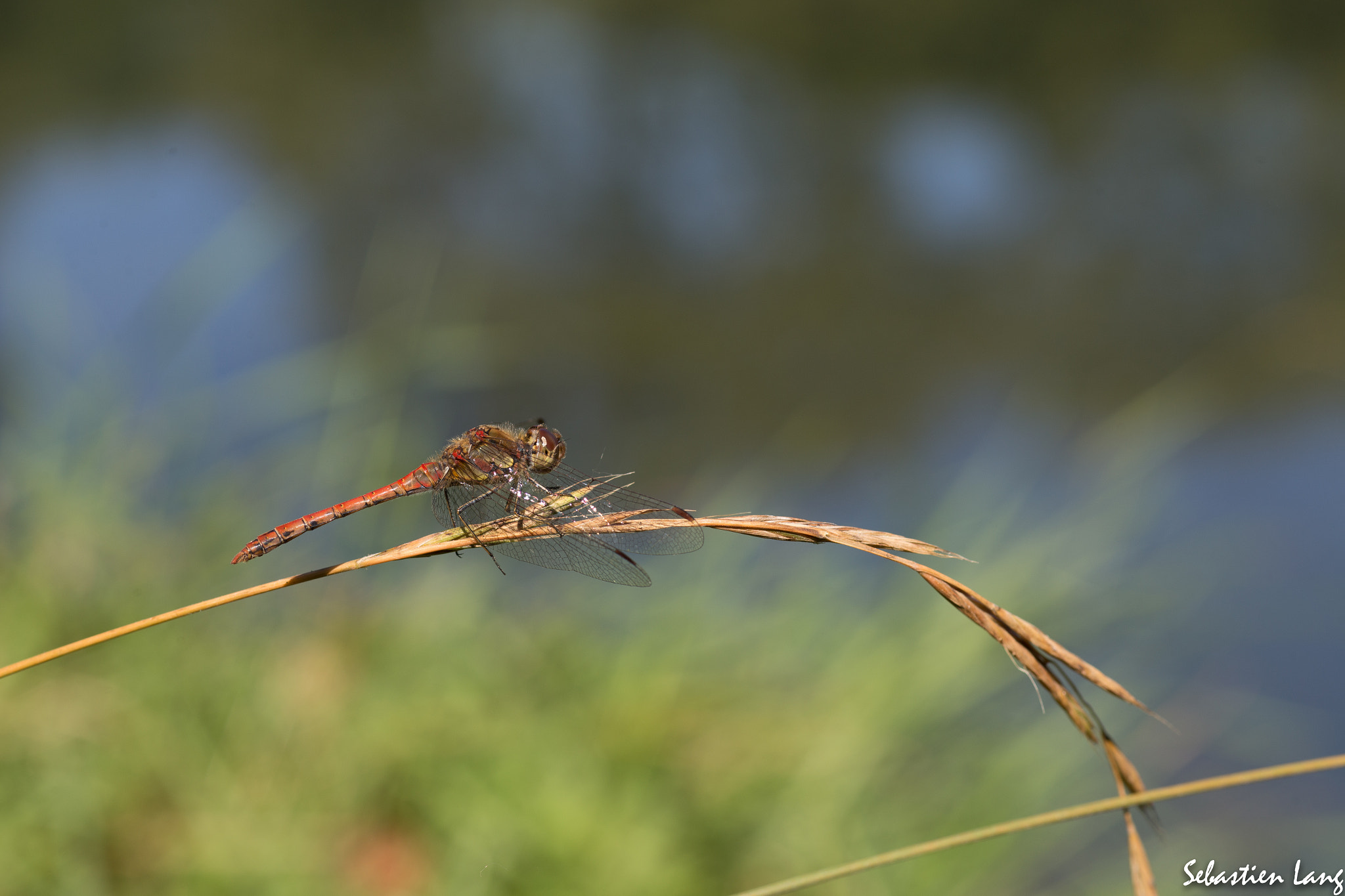 Canon EF 100mm F2.8 Macro USM sample photo. Libellule rouge photography