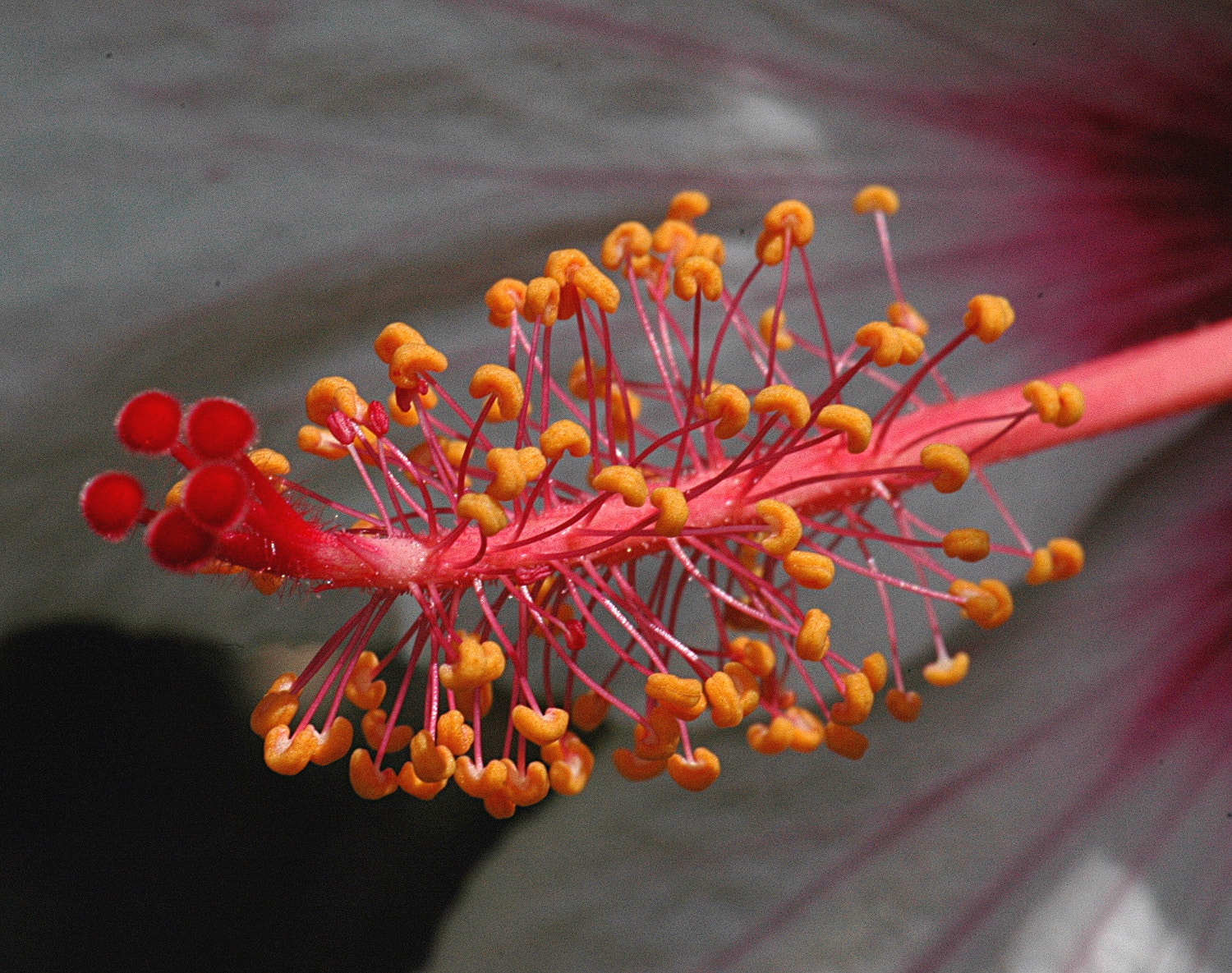 Sigma Macro 90mm F2.8 sample photo. A photography