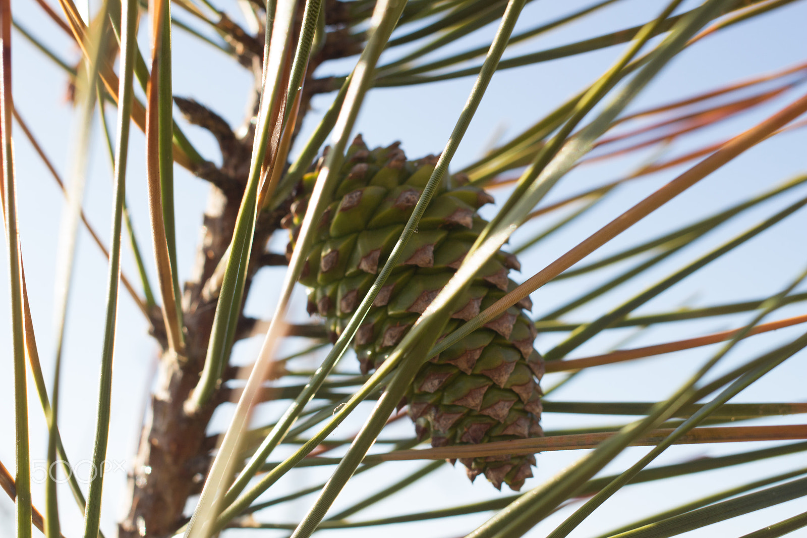 Canon EF 40mm F2.8 STM sample photo. Giant pinecones in praia da gale photography