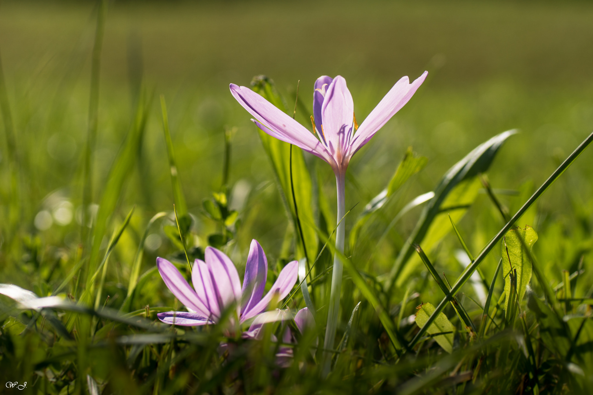 Sony ILCA-77M2 + Tamron SP AF 90mm F2.8 Di Macro sample photo. Autumn crocus photography