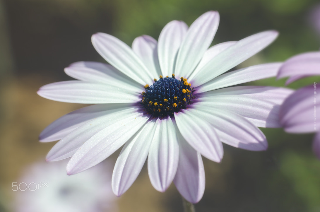 Nikon D7000 + Sigma 35mm F1.4 DG HSM Art sample photo. Beautiful nature 6 photography