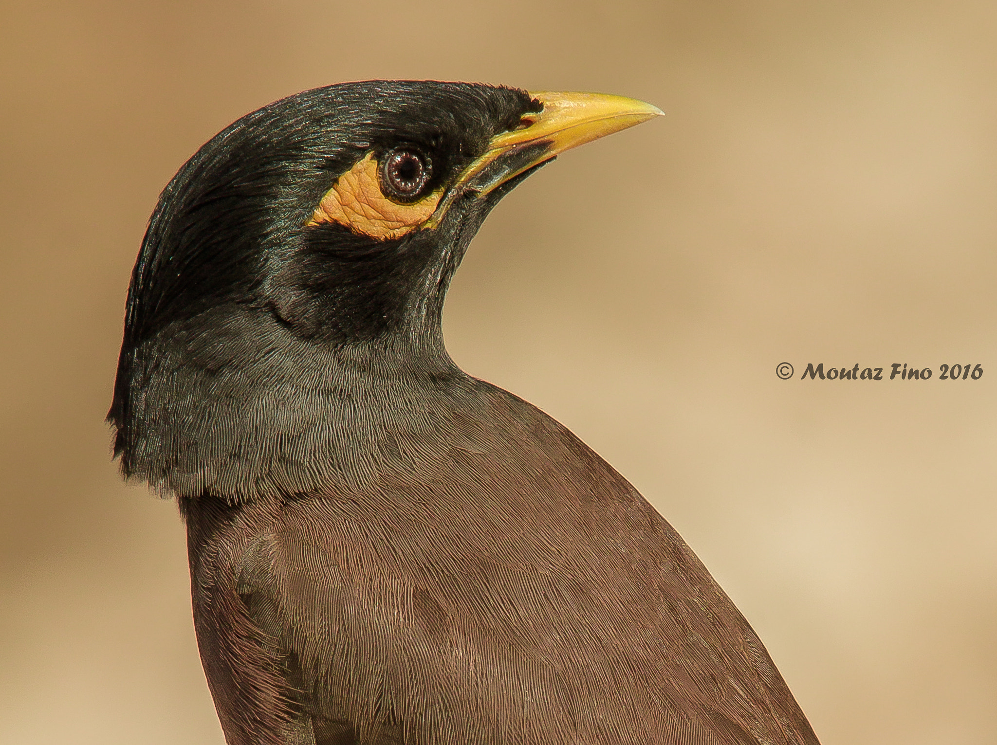 Sigma 150-500mm F5-6.3 DG OS HSM sample photo. Myna photography