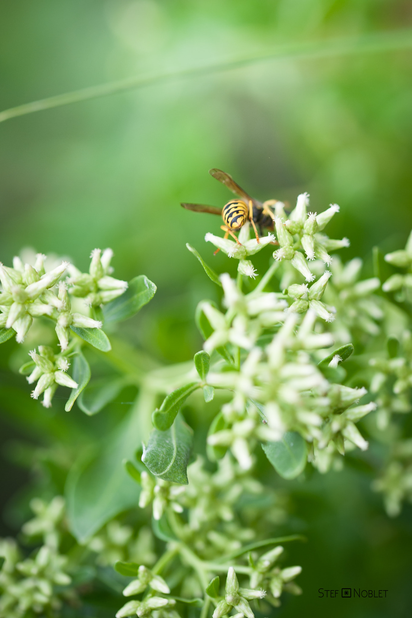Sigma 105mm F2.8 EX DG OS HSM sample photo. Hidden photography