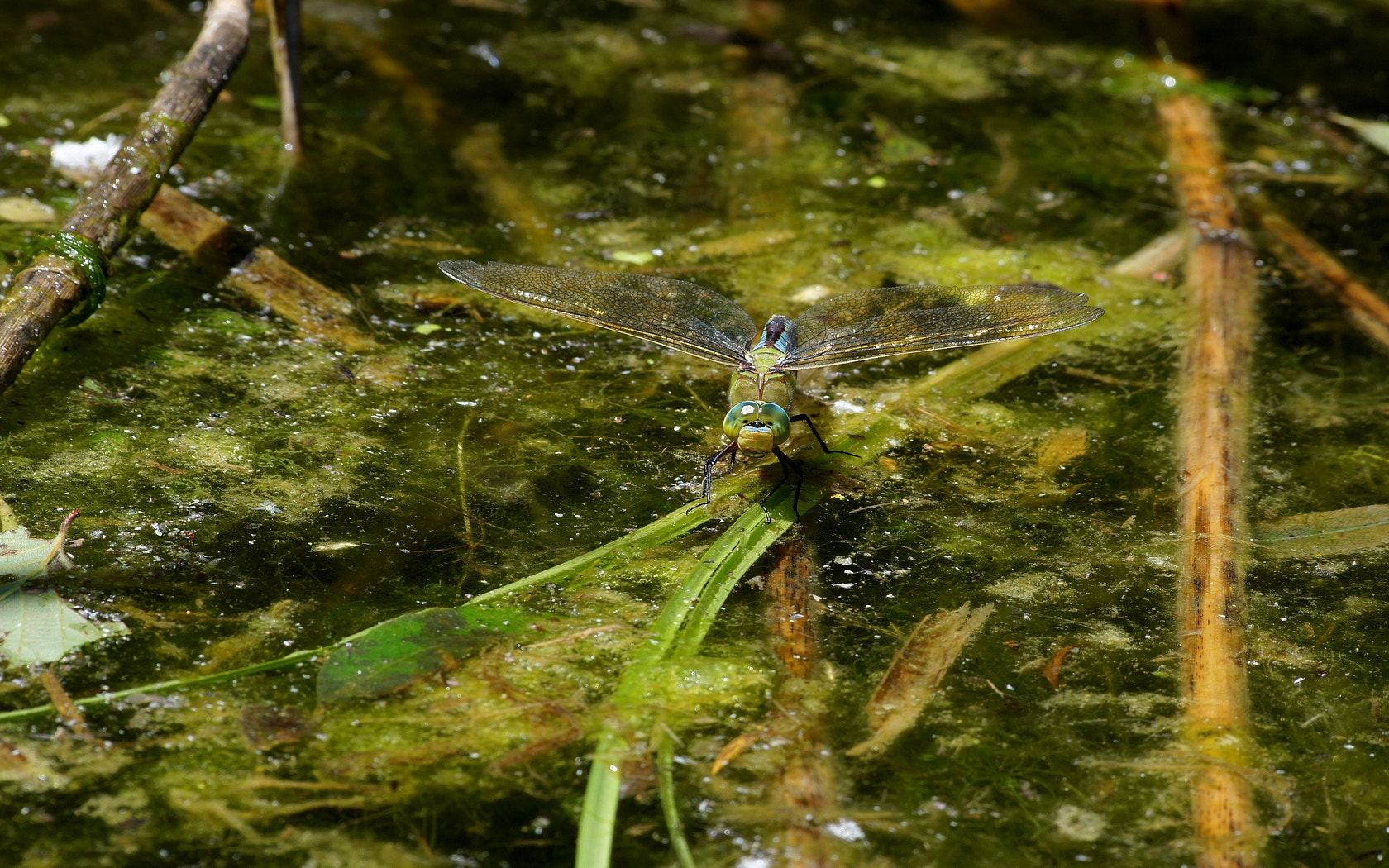 Sony Alpha DSLR-A500 + Sigma 70-300mm F4-5.6 DL Macro sample photo. Anax imperator photography