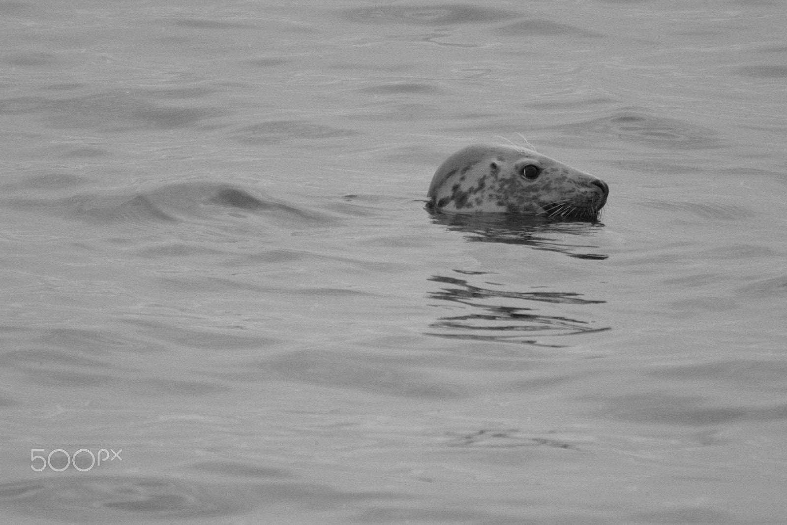 Tamron SP 150-600mm F5-6.3 Di VC USD sample photo. Seal photography