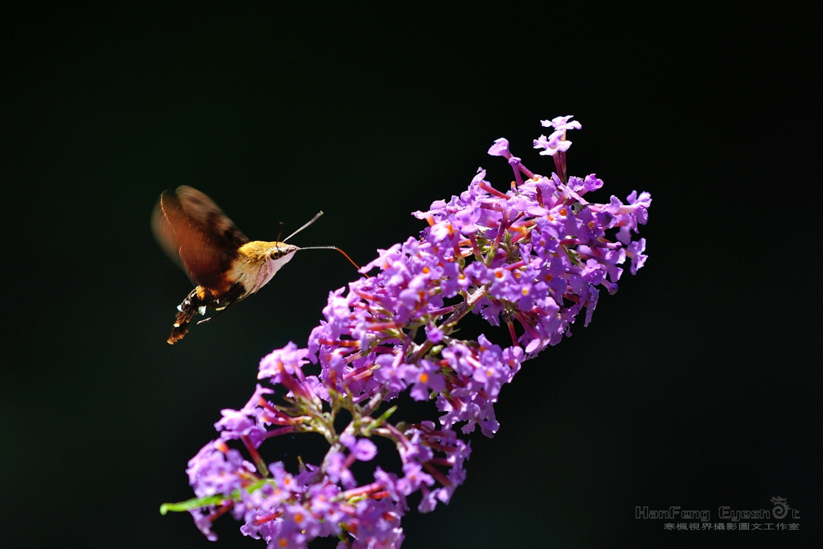 Nikon D90 + Nikon AF Micro-Nikkor 200mm F4D ED-IF sample photo. 长喙天蛾 photography