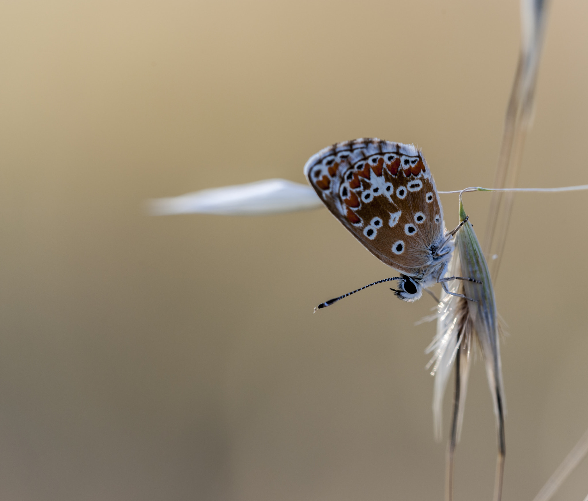Sigma APO Macro 180mm F3.5 EX DG HSM sample photo. Mariposilla photography