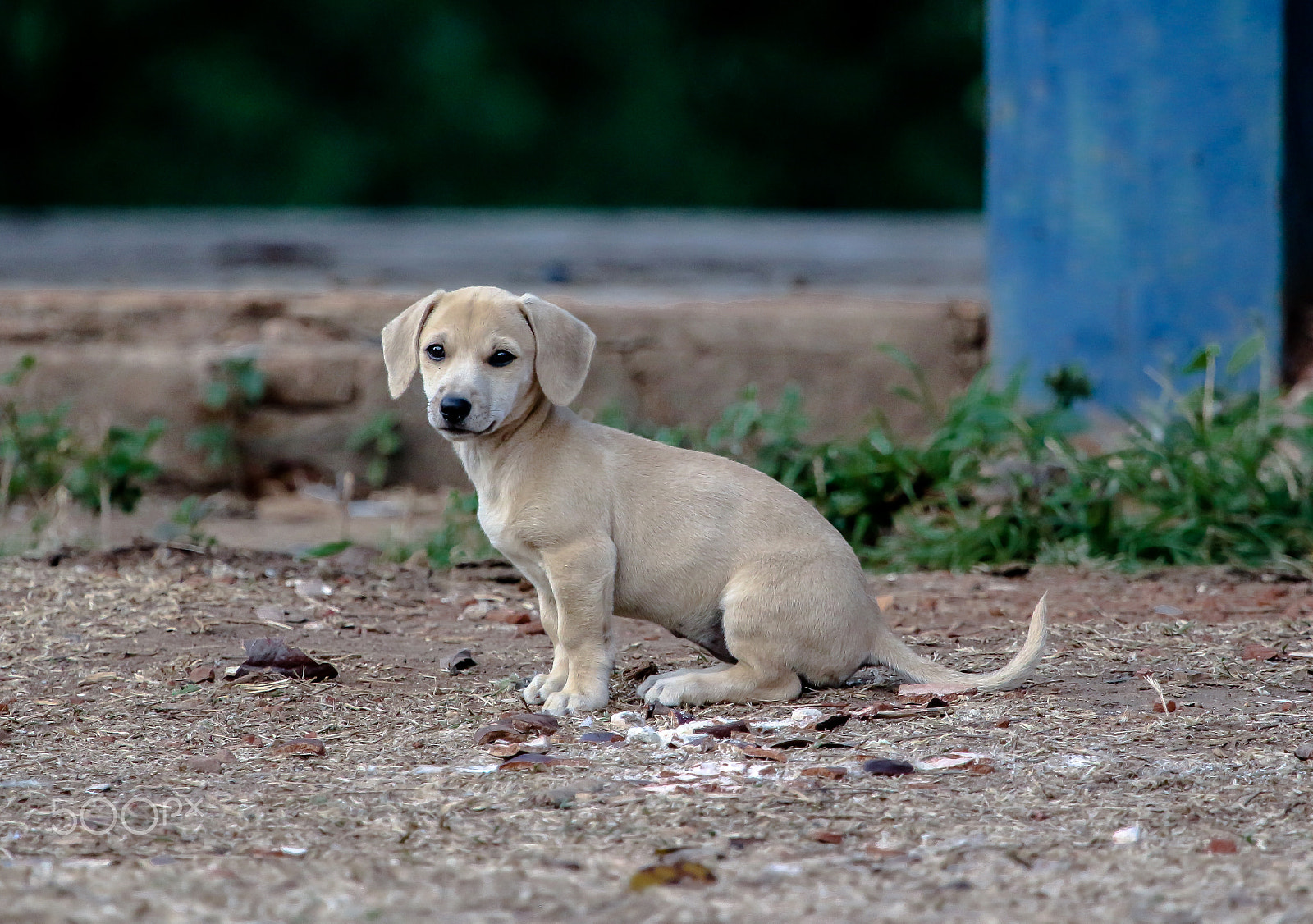 Canon EOS 700D (EOS Rebel T5i / EOS Kiss X7i) + Canon EF 100-400mm F4.5-5.6L IS USM sample photo. Puppies 1 ❤️ photography