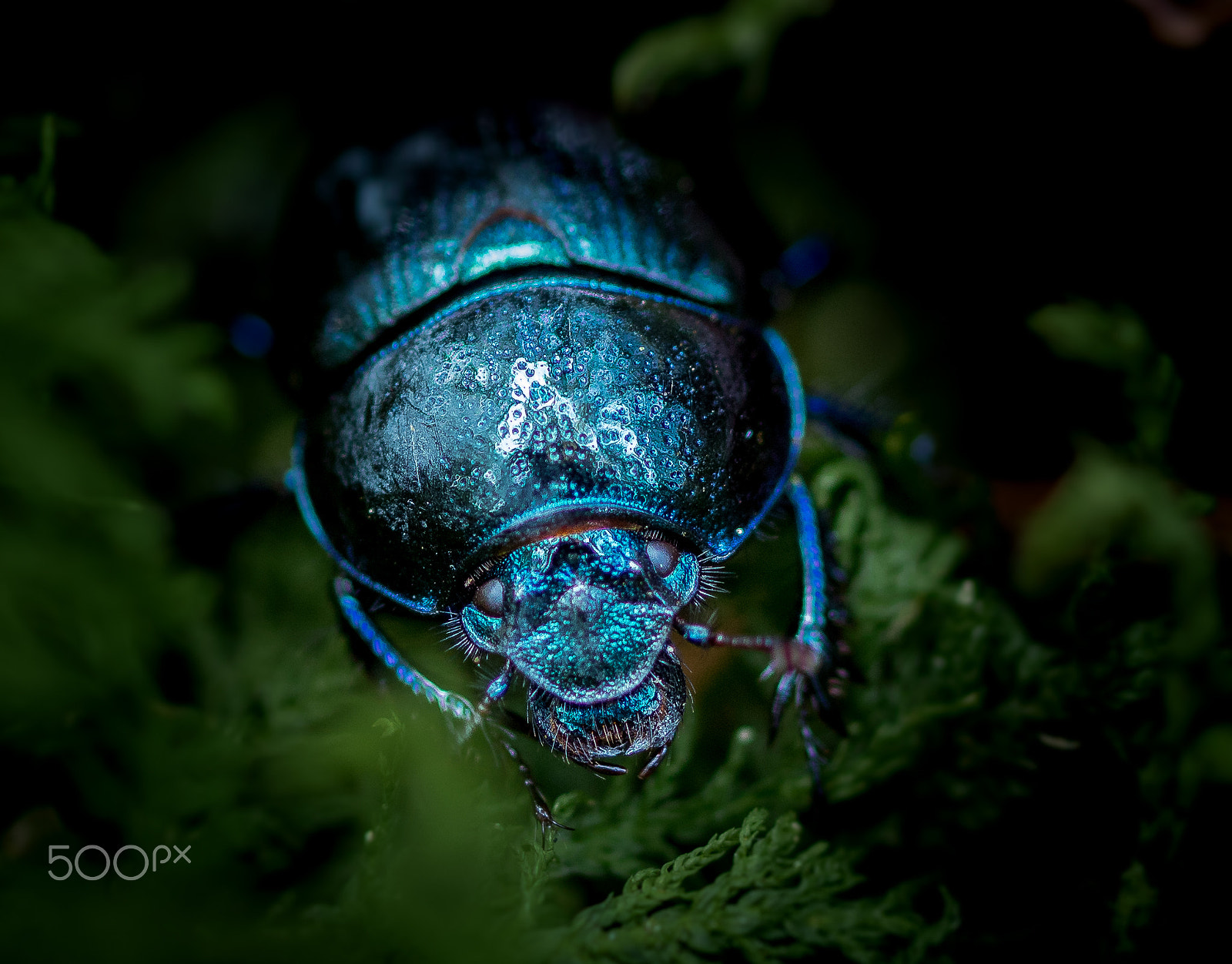 Canon EOS 760D (EOS Rebel T6s / EOS 8000D) + Canon EF 100mm F2.8L Macro IS USM sample photo. Big bug photography