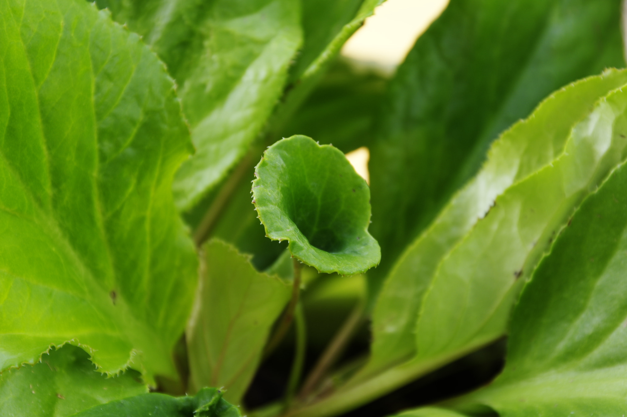 Pentax K-3 II sample photo. Gama 10 photography