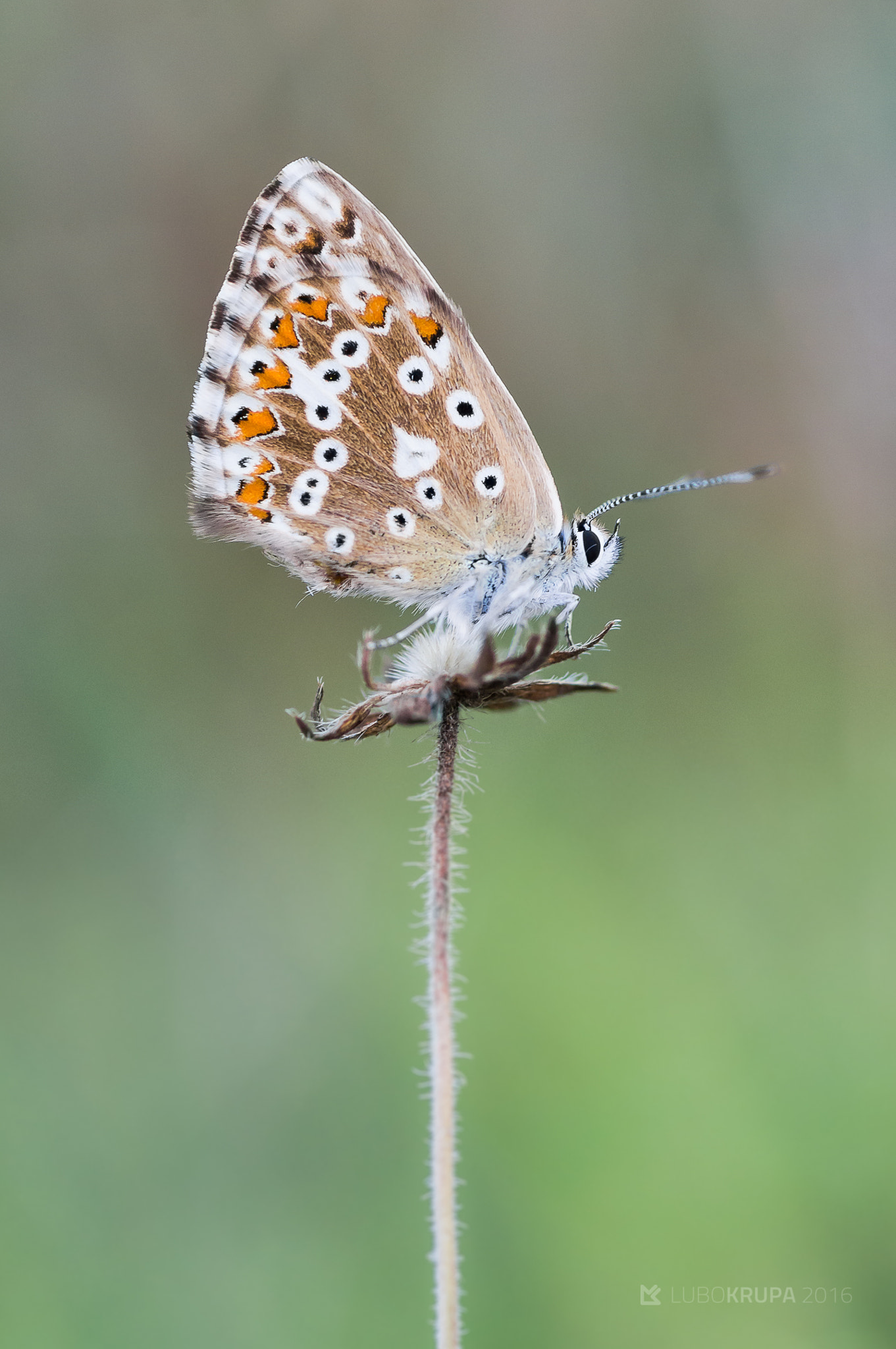 Pentax K-r + Tamron SP AF 90mm F2.8 Di Macro sample photo. Polyommatus bellargus photography