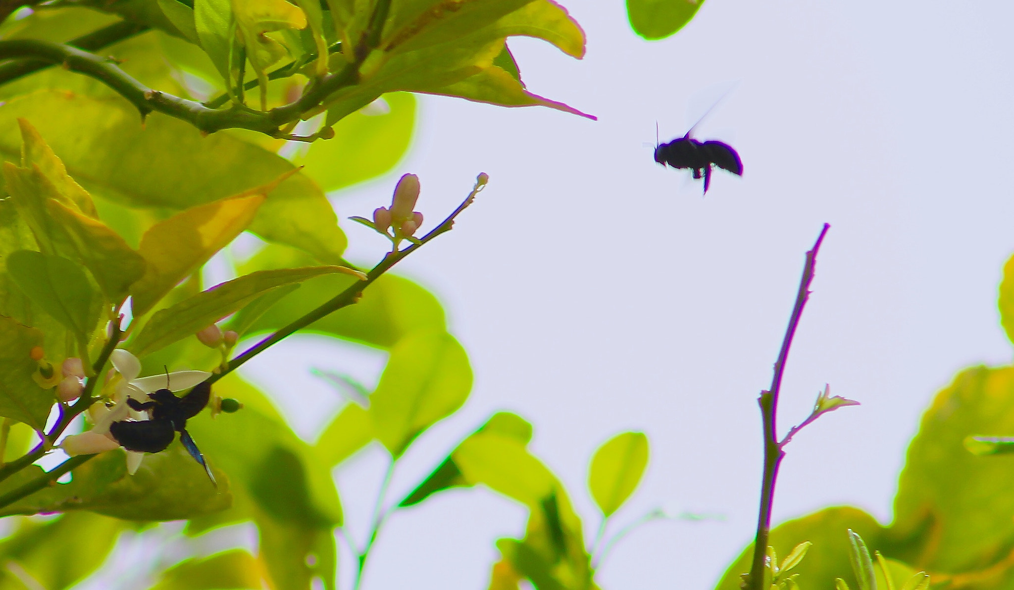 Canon EF75-300mm f/4-5.6 sample photo. Giant water beatles defying the laws of gravity pollination in city garden knowledge village dubai photography