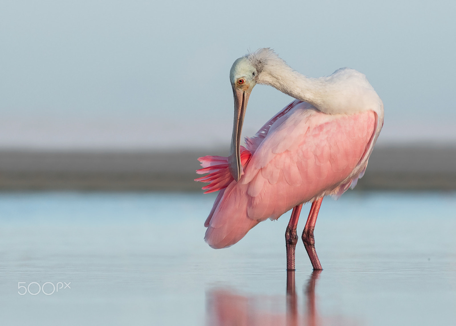 Nikon D500 + Nikon AF-S Nikkor 300mm F4D ED-IF sample photo. Pretty in pink photography