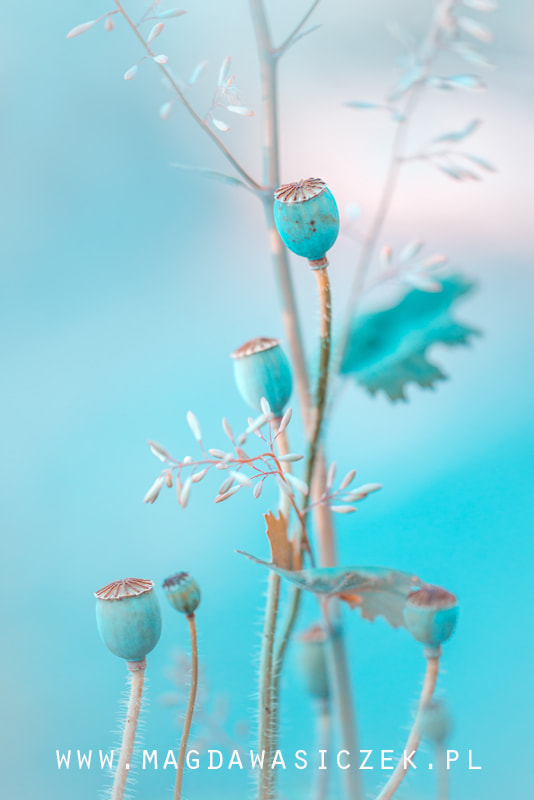 Sigma 150mm F2.8 EX DG Macro HSM sample photo. Makówkowy sen photography