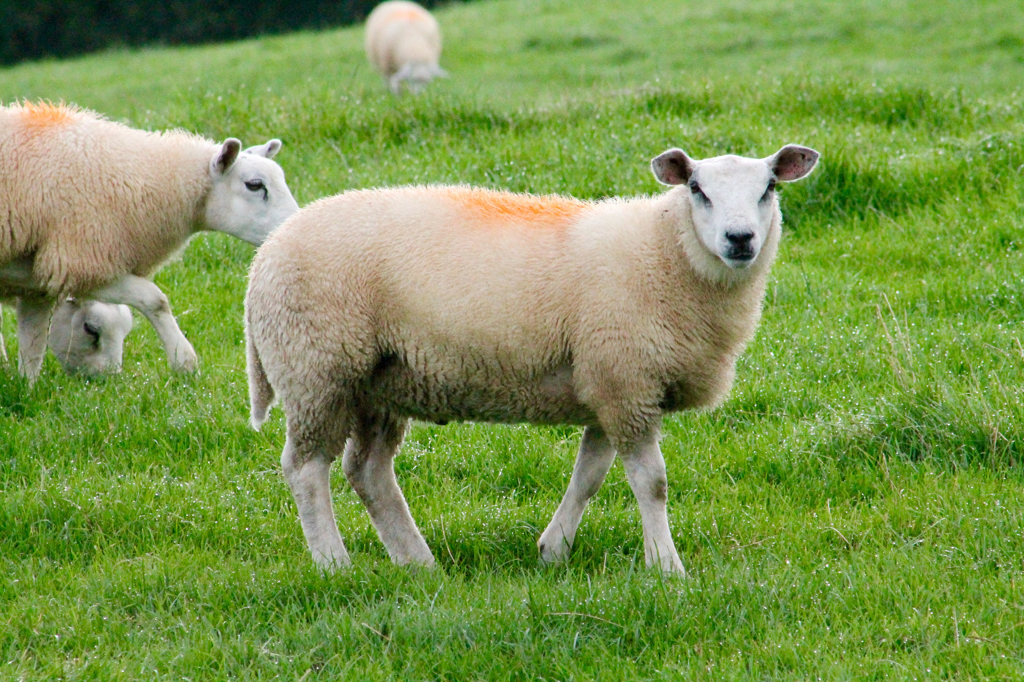 Canon EF75-300mm f/4-5.6 sample photo. I'm watching ewe photography