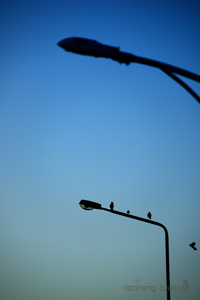 Nikon D800E sample photo. 早晨的音符 photography